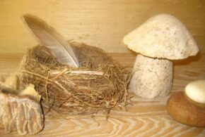 Bird nest and mushroom