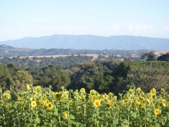 Sunflowers at RLZ