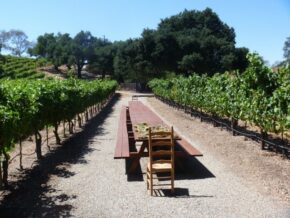 Long table in vineyard