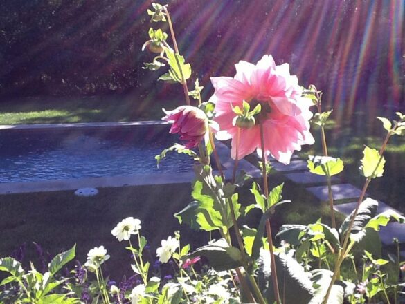 Dahlia in afternoon sun