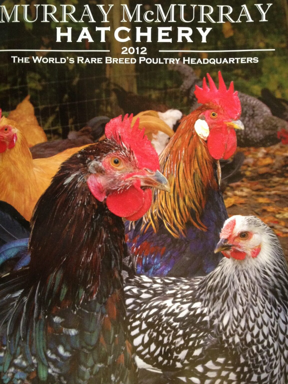 Country Life and the Chicken Catalog Frances Schultz