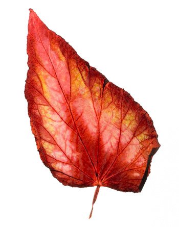 Red leaf