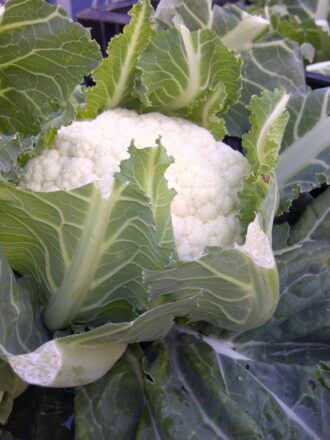 Cauliflower