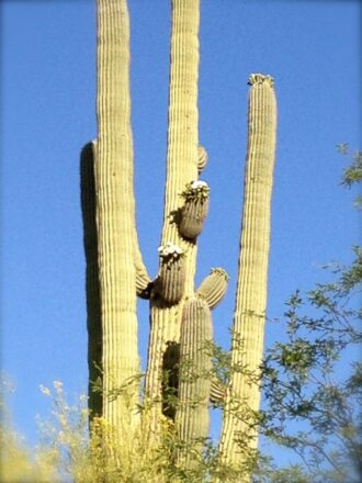 Saguaro Cactus