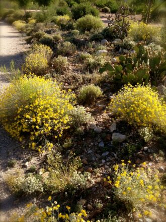 Blooming desert