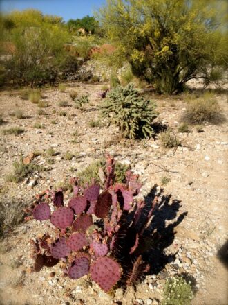 Prickley Pear Cactus - Red
