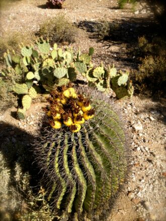 Barrel Cactus