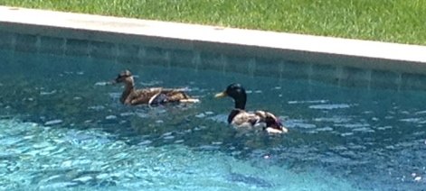 Ducks in pool