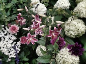 Hydrangeas, lilies, dahlias and lavatera