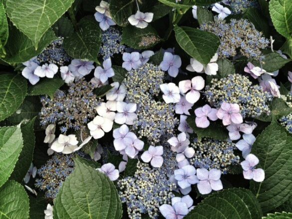 Lacecap Hydrangea