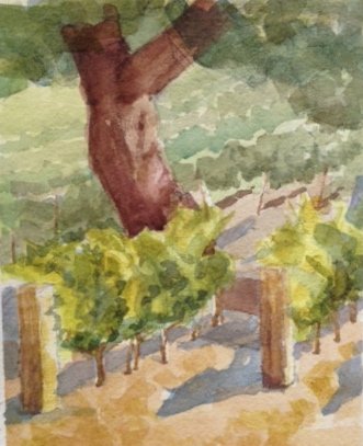 Oak Savanna Vineyard at Rancho La Zaca, by Frances