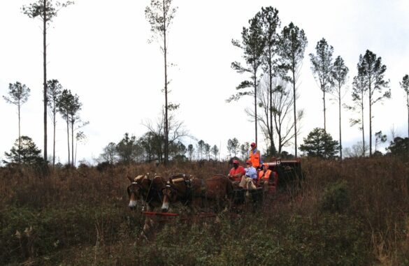 Quail hunting on Foshalee Plantation