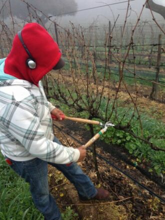 Oak Savanna Vineyard at Rancho La Zaca, pruning underway, photo by Wyatt Cromer