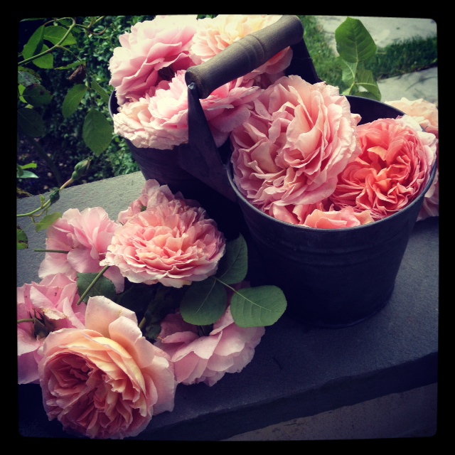 Roses at Bee Cottage, via Instagram