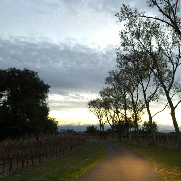 Late afternoon in the vineyard, Rancho la Zaca