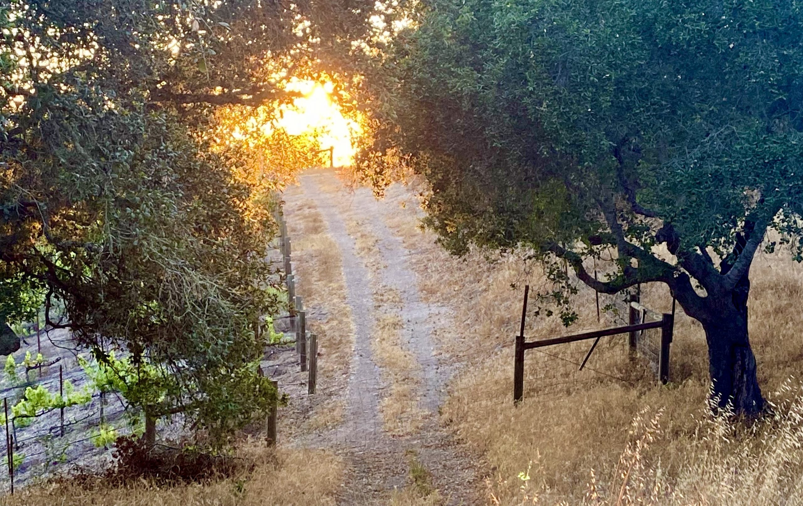 Light on the horizon, vineyard at Rancho La Zaca