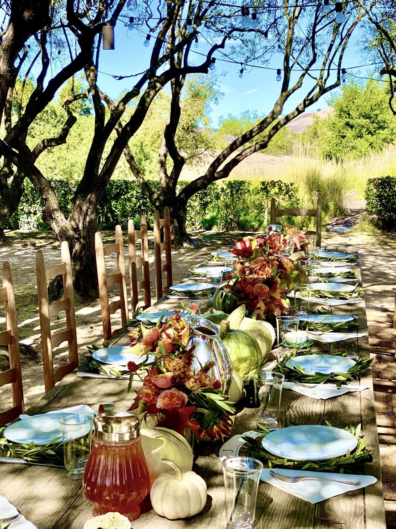 Olive orchard at Rancho La Zaca