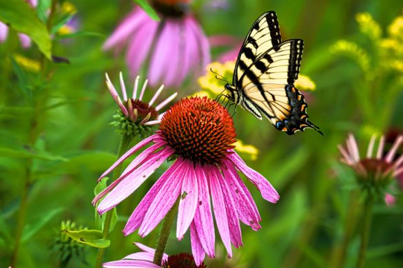 Swallowtail Butterfly Jeffengleoutdoors.com via Getty