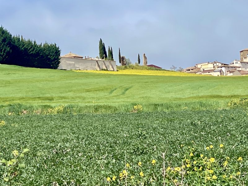 A lovely vista along the Camino de Santiago - Frances Schultz