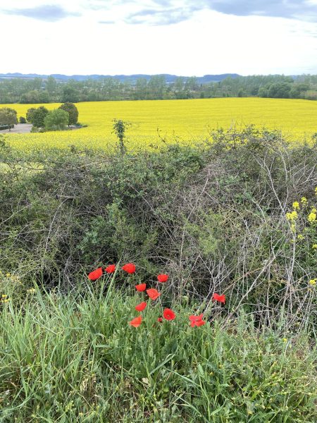 Rapeseed in bloom on the Camino de Santiago, Frances Schultz