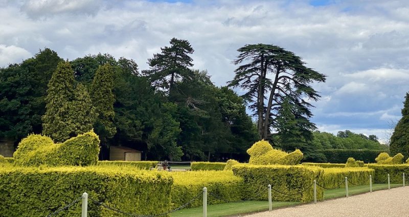 A topiary hedge at Blenheim