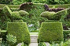 Yew topiary birds at Hidcote