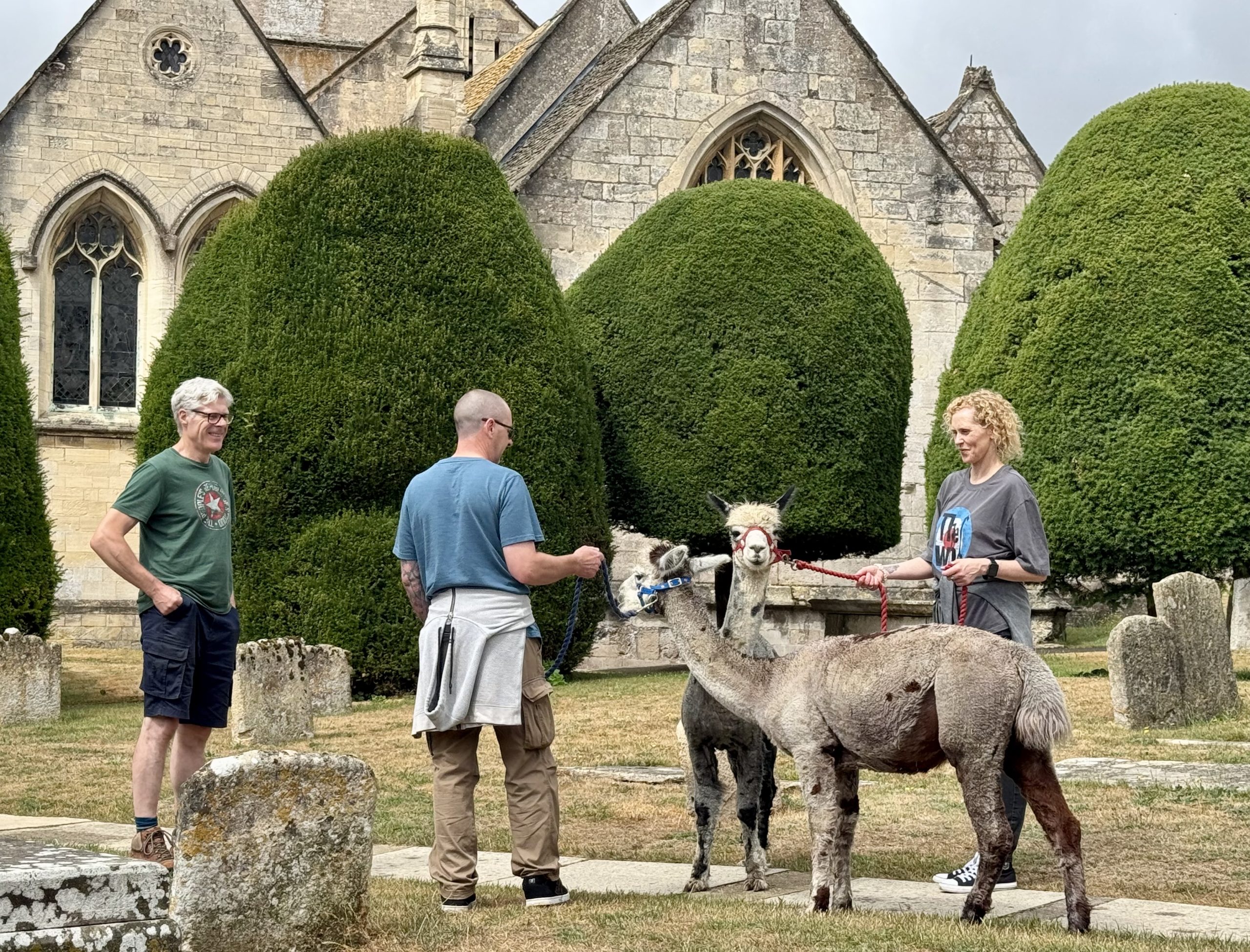 Out for a stroll with the local alpacas... Just another day in Painswick. Tibbiwell Alpacas.
